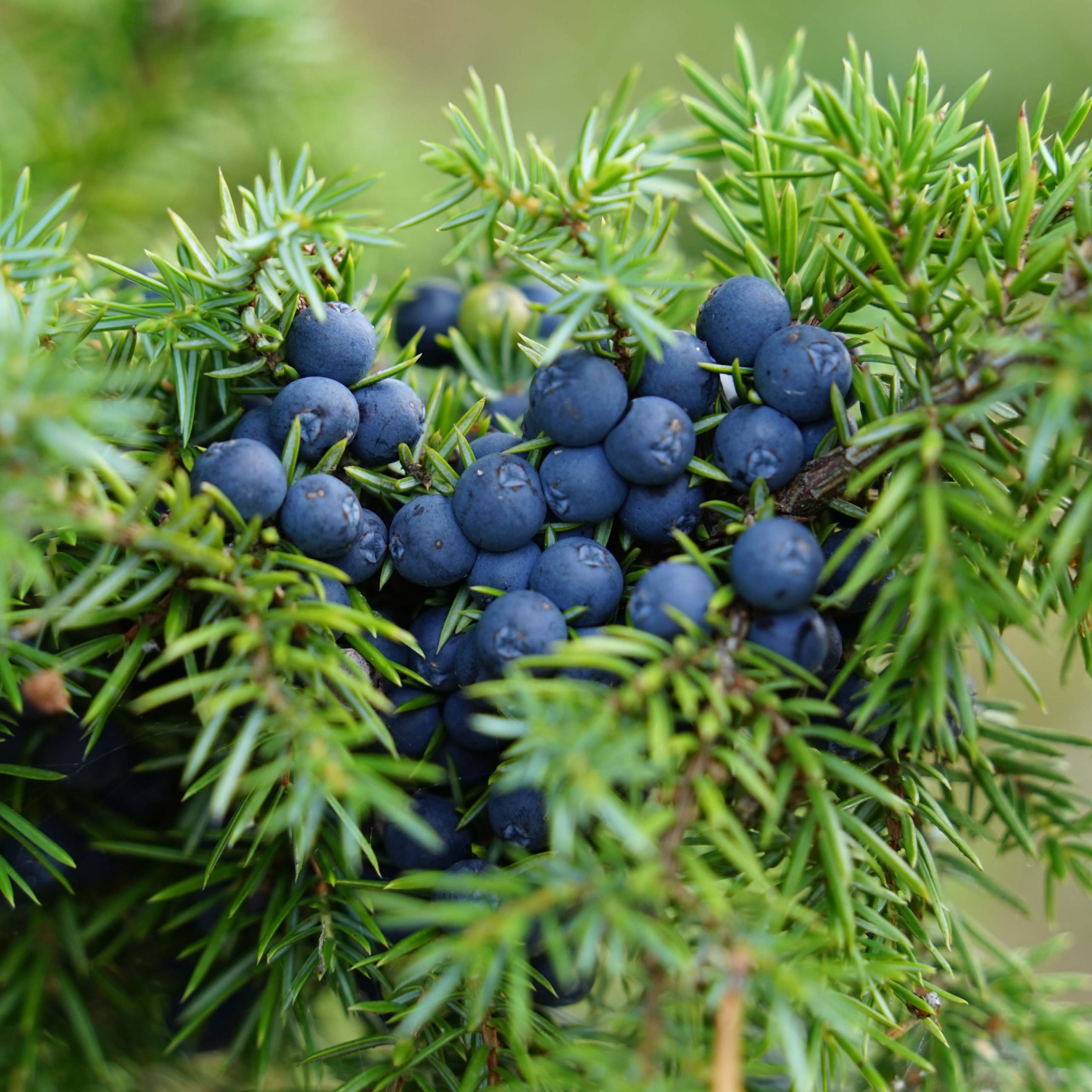 BEANINGFUL_JUNIPER_kva_PAPILD