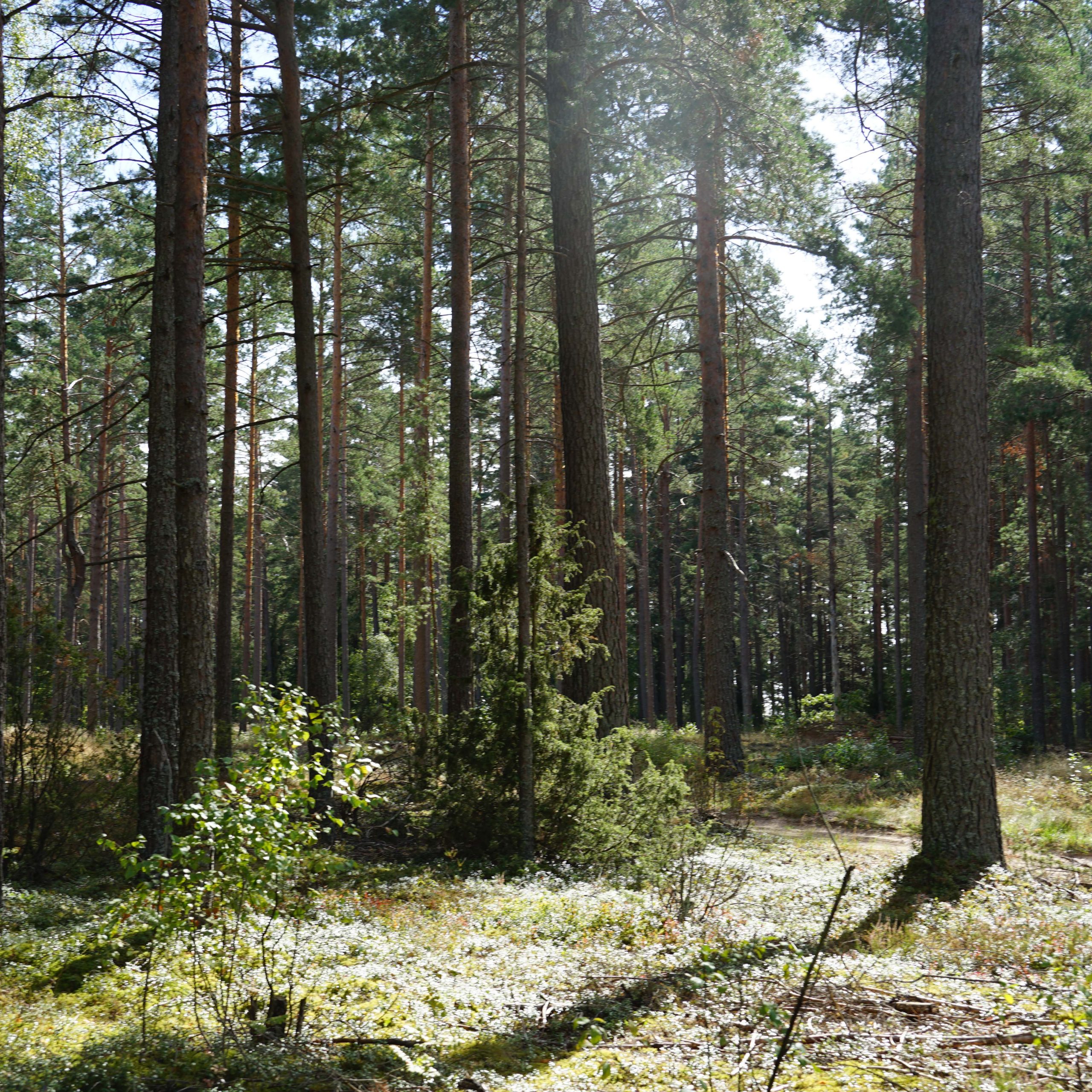 BEANINGFUL_JUNIPER_kva_PAPILD2